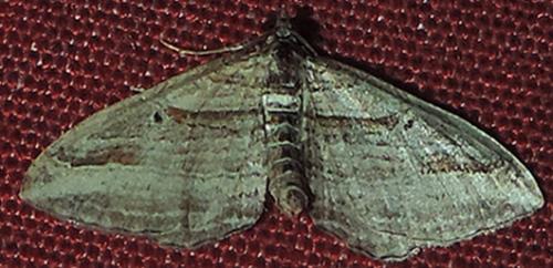 Costaconvexa polygrammata